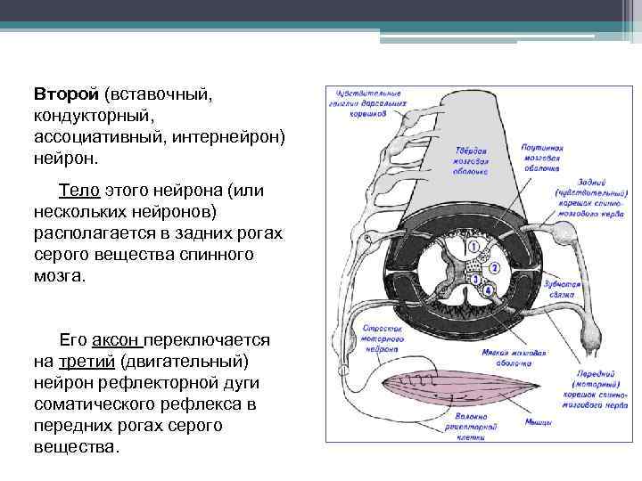 Второй (вставочный, кондукторный, ассоциативный, интернейрон) нейрон. Тело этого нейрона (или нескольких нейронов) располагается в