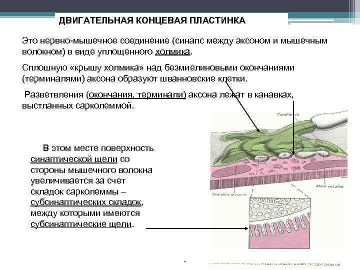 ДВИГАТЕЛЬНАЯ КОНЦЕВАЯ ПЛАСТИНКА Это нервно-мышечное соединение (синапс между аксоном и мышечным волокном) в виде