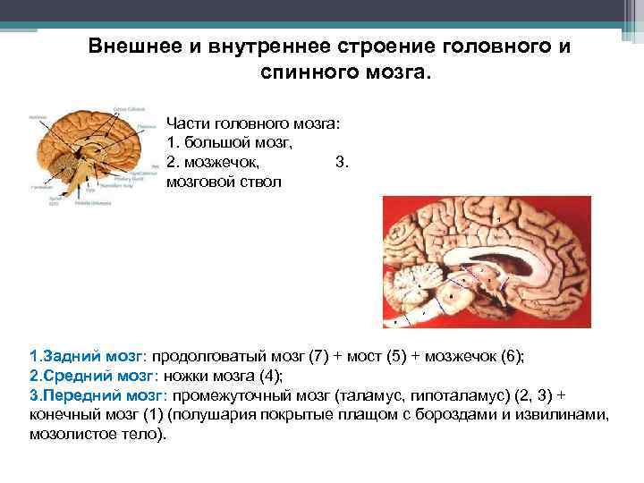 Внешнее и внутреннее строение головного и спинного мозга. Части головного мозга: 1. большой мозг,
