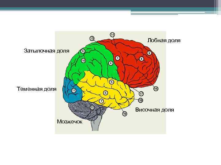 Лобная доля Затылочная доля Теменная доля Височная доля Мозжечок 