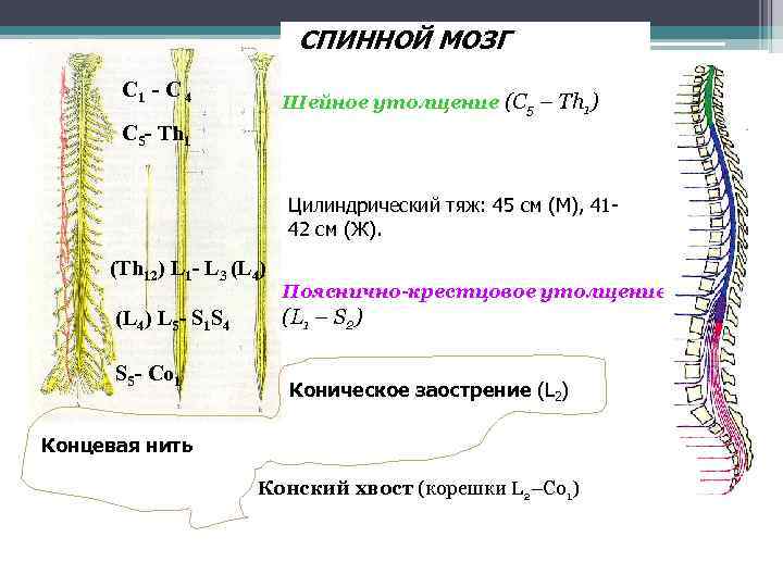 СПИННОЙ МОЗГ C 1 - С 4 Шейное утолщение (C 5 – Th 1)