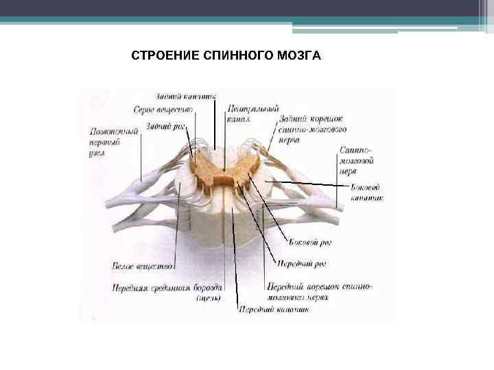 СТРОЕНИЕ СПИННОГО МОЗГА 