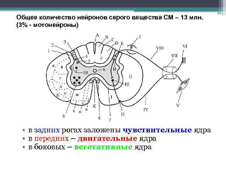 Общее количество нейронов серого вещества СМ – 13 млн. (3% - мотонейроны) • в