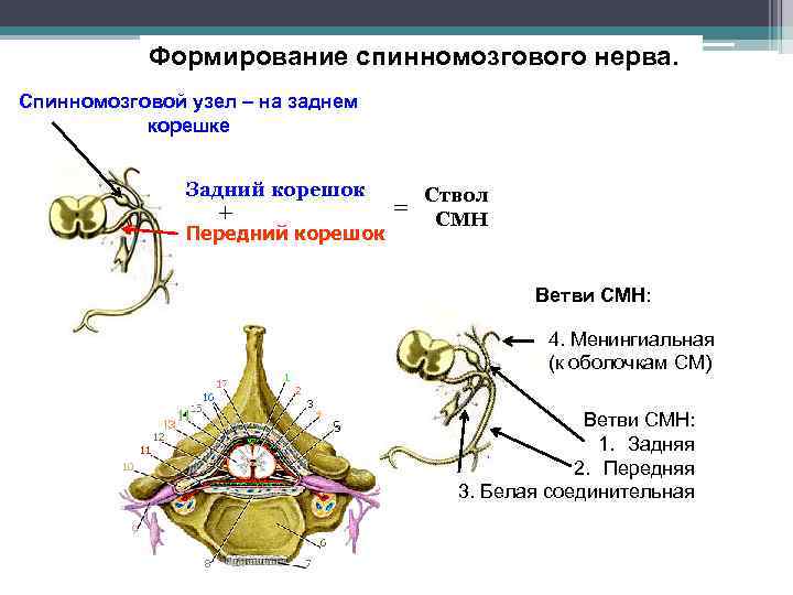 Схема спинномозгового нерва