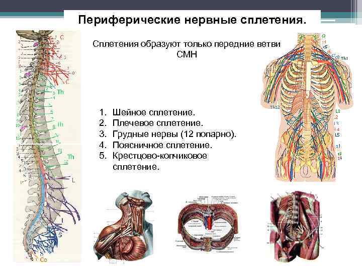 Периферические нервные сплетения. Сплетения образуют только передние ветви СМН 1. 2. 3. 4. 5.