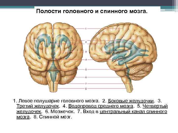 Полости головного и спинного мозга. 1. Левое полушарие головного мозга. 2. Боковые желудочки. 3.