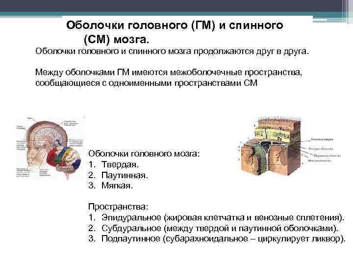Оболочки головного (ГМ) и спинного (СМ) мозга. Оболочки головного и спинного мозга продолжаются друг