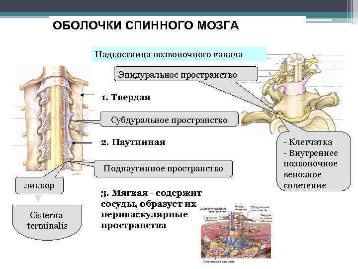 ОБОЛОЧКИ СПИННОГО МОЗГА Надкостница позвоночного канала Эпидуральное пространство 1. Твердая Субдуральное пространство 2. Паутинная