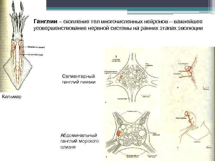 Ганглии – скопление тел многочисленных нейронов – важнейшее усовершенствование нервной системы на ранних этапах