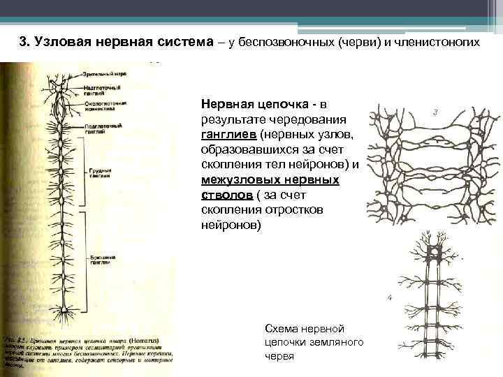 3. Узловая нервная система – у беспозвоночных (черви) и членистоногих Нервная цепочка - в