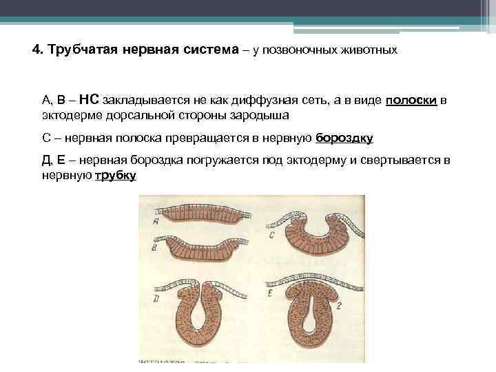 Нервная система позвоночных животных презентация