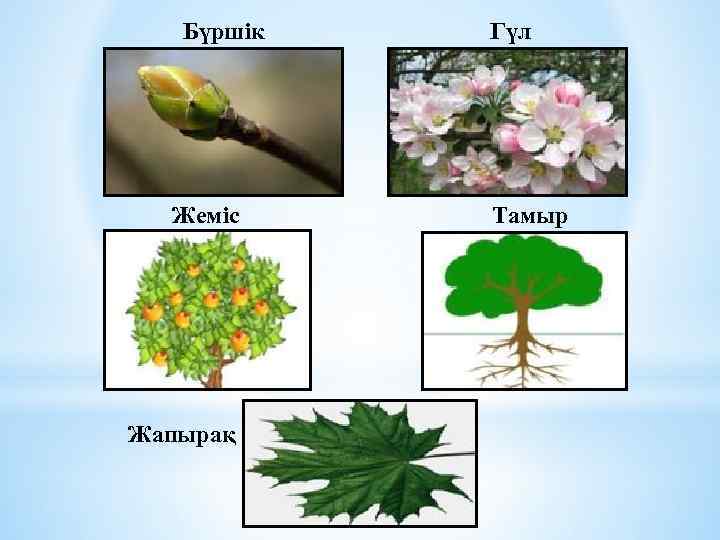 Көктемгі ағаштар тех карта балабақшада