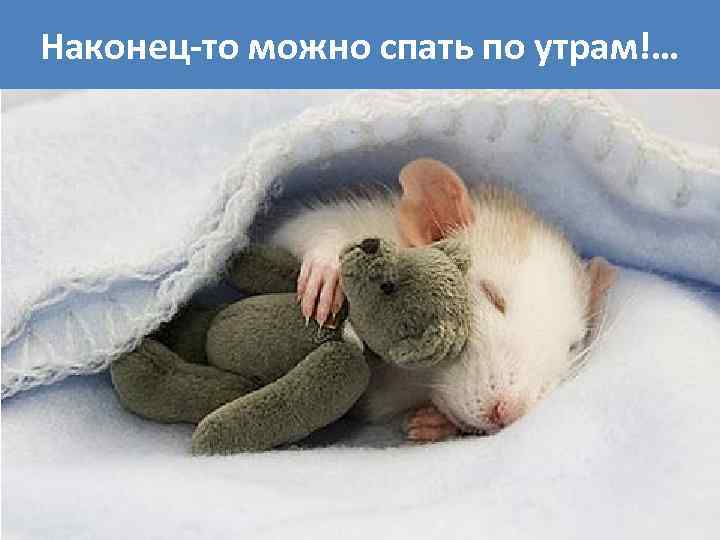 Наконец-то можно спать по утрам!… 