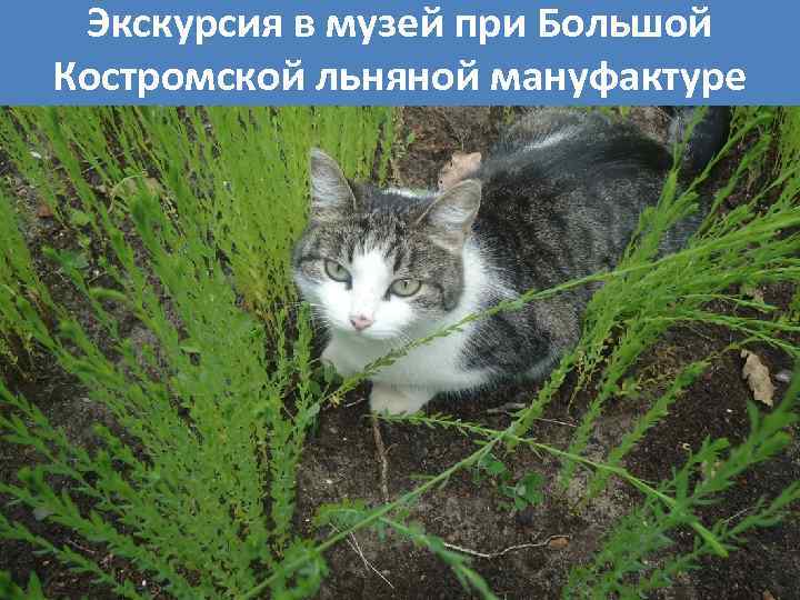 Экскурсия в музей при Большой Костромской льняной мануфактуре 