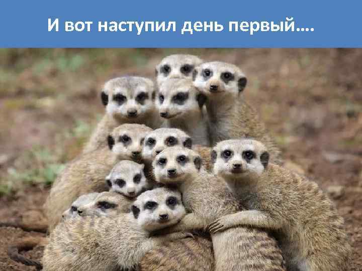 И вот наступил день первый…. 