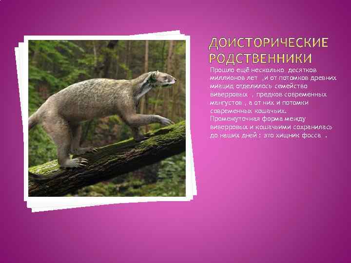 Прошло ещё несколько десятков миллионов лет , и от потомков древних миацид отделилось семейство