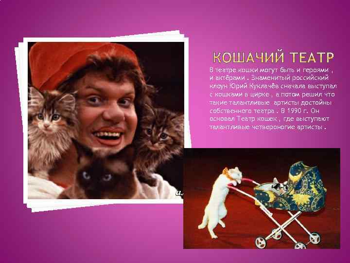 В театре кошки могут быть и героями , и актёрами. Знаменитый российский клоун Юрий