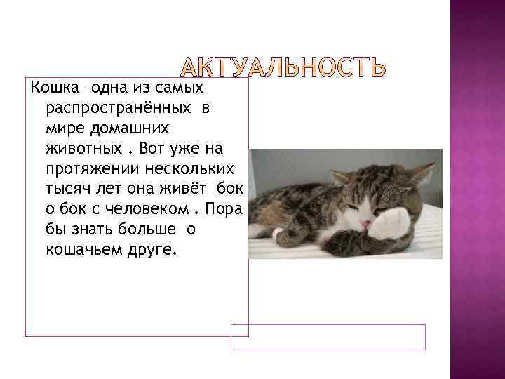 Кошка –одна из самых распространённых в мире домашних животных. Вот уже на протяжении нескольких