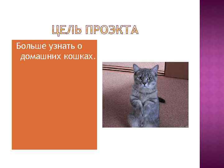 Больше узнать о домашних кошках. 