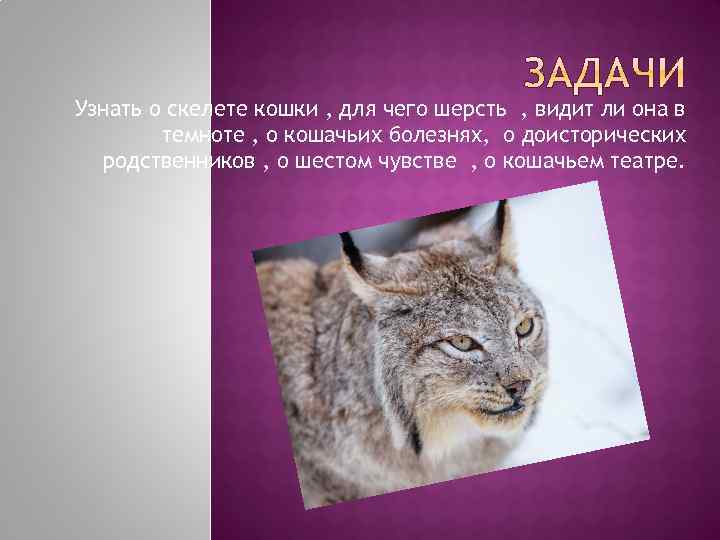 Узнать о скелете кошки , для чего шерсть , видит ли она в темноте