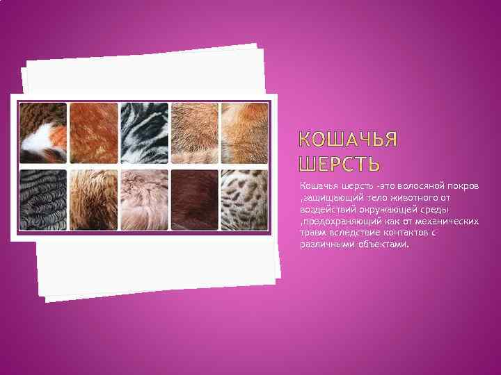 Кошачья шерсть –это волосяной покров , защищающий тело животного от воздействий окружающей среды ,