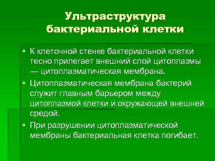 Ультраструктура бактериальной клетки § К клеточной стенке бактериальной клетки тесно прилегает внешний слой цитоплазмы