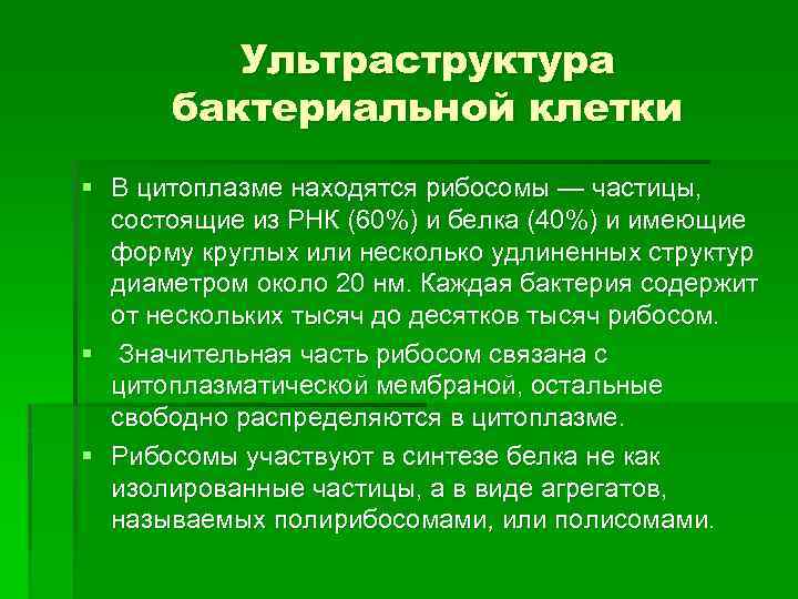 Ультраструктура бактериальной клетки § В цитоплазме находятся рибосомы — частицы, состоящие из РНК (60%)