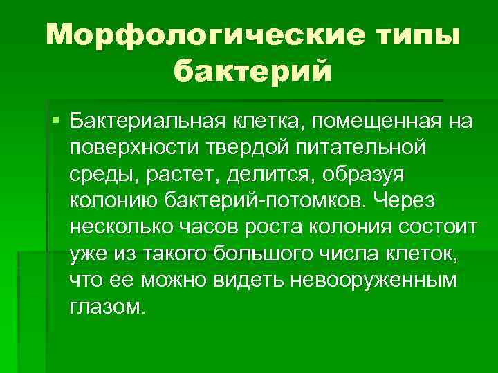 Морфологические типы бактерий § Бактериальная клетка, помещенная на поверхности твердой питательной среды, растет, делится,