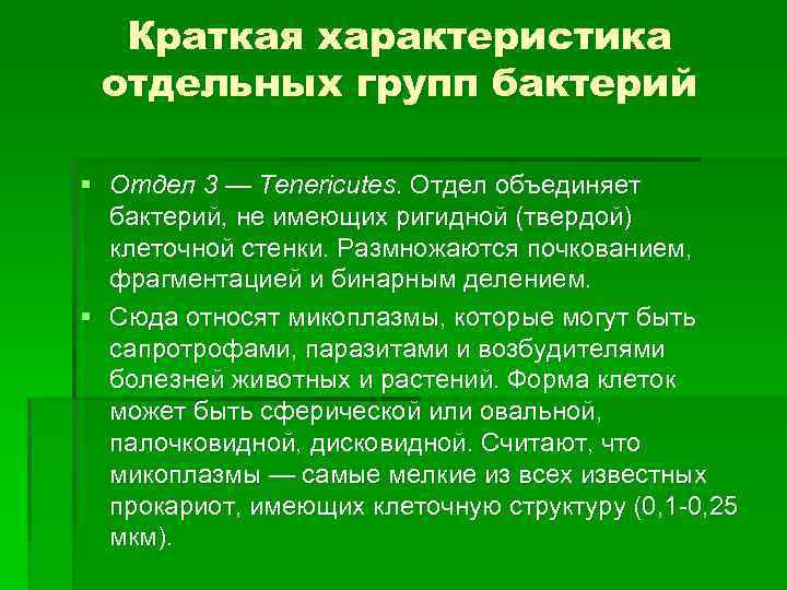 Краткая характеристика отдельных групп бактерий § Отдел 3 — Tenericutes. Отдел объединяет бактерий, не