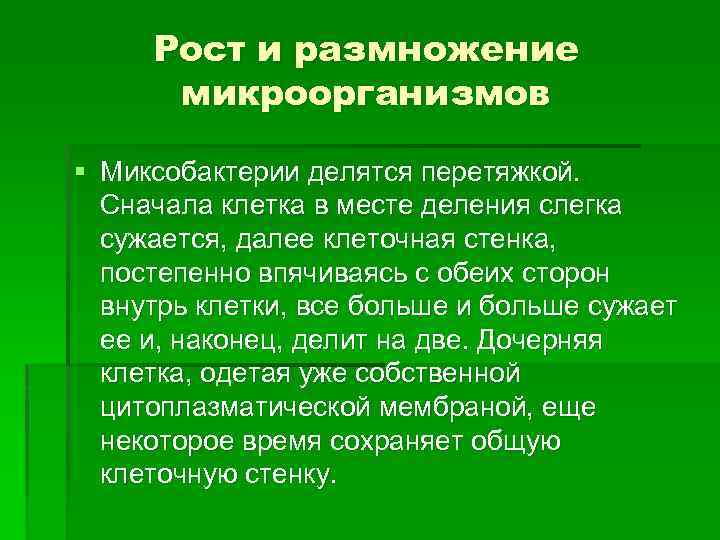 Рост и размножение микроорганизмов § Миксобактерии делятся перетяжкой. Сначала клетка в месте деления слегка