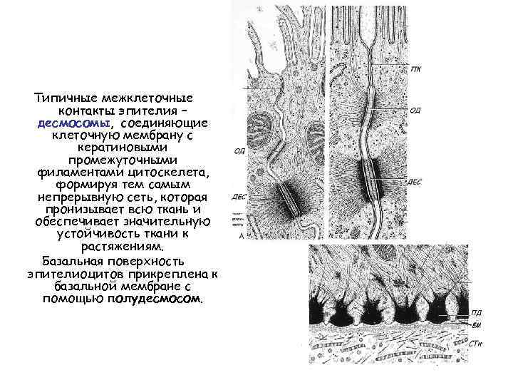 Типичные межклеточные контакты эпителия – десмосомы, соединяющие клеточную мембрану с кератиновыми промежуточными филаментами цитоскелета,