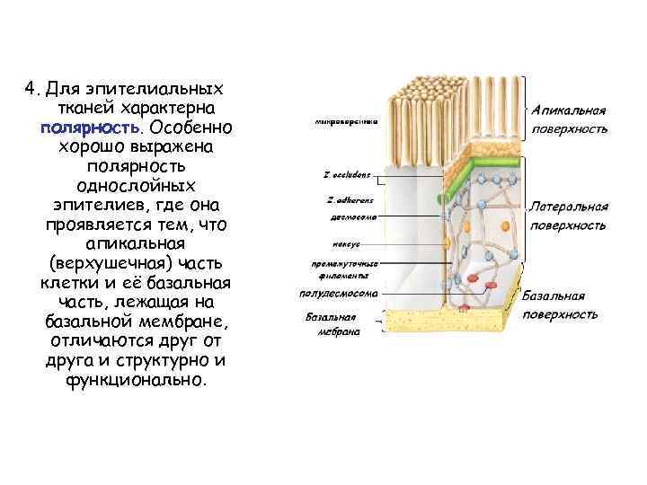 4. Для эпителиальных тканей характерна полярность. Особенно хорошо выражена полярность однослойных эпителиев, где она