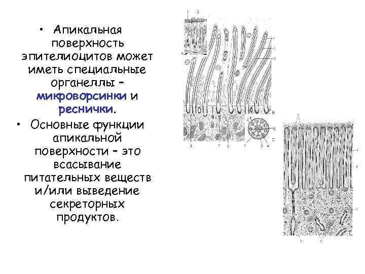  • Апикальная поверхность эпителиоцитов может иметь специальные органеллы – микроворсинки и реснички. •