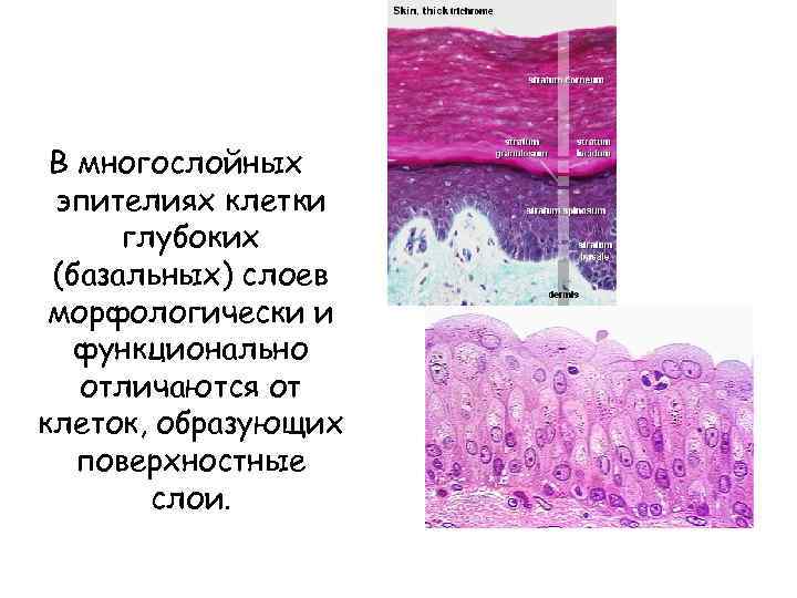 В многослойных эпителиях клетки глубоких (базальных) слоев морфологически и функционально отличаются от клеток, образующих