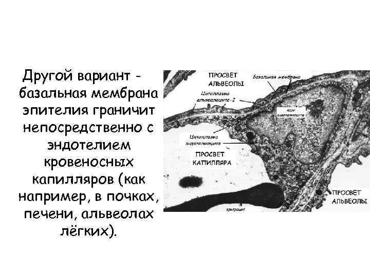 Другой вариант базальная мембрана эпителия граничит непосредственно с эндотелием кровеносных капилляров (как например, в