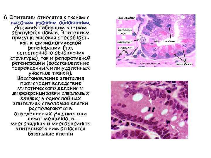 6. Эпителии относятся к тканям с высоким уровнем обновления. На смену гибнущим клеткам образуются