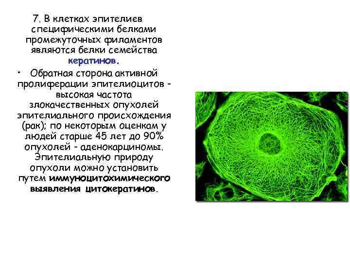 7. В клетках эпителиев специфическими белками промежуточных филаментов являются белки семейства кератинов. • Обратная