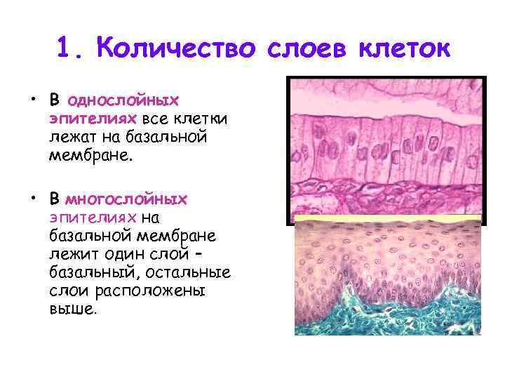 1. Количество слоев клеток • В однослойных эпителиях все клетки лежат на базальной мембране.