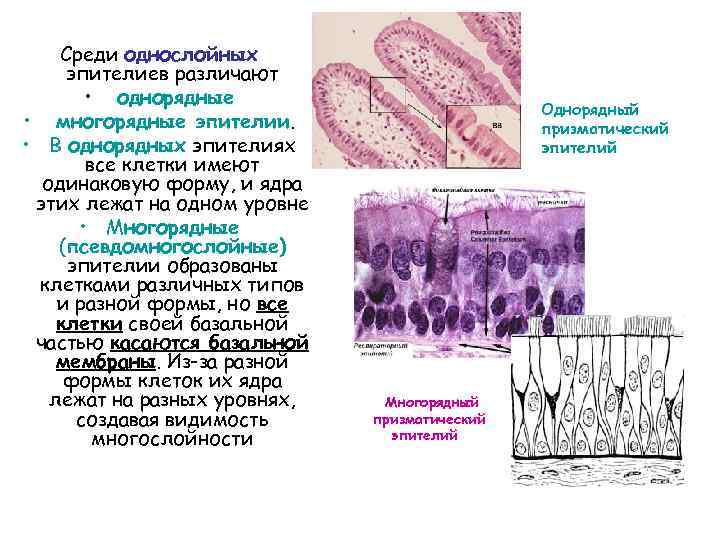 Среди однослойных эпителиев различают • однорядные • многорядные эпителии. • В однорядных эпителиях все