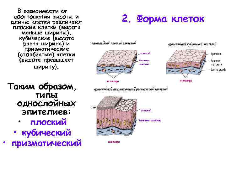 В зависимости от соотношения высоты и длины клетки различают плоские клетки (высота меньше ширины),