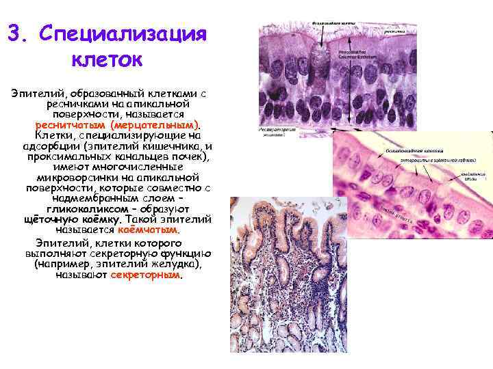 3. Специализация клеток Эпителий, образованный клетками с ресничками на апикальной поверхности, называется реснитчатым (мерцательным).