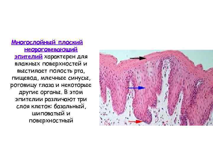 Многослойный плоский неороговевающий эпителий характерен для влажных поверхностей и выстилает полость рта, пищевод, млечные