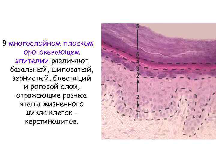 В многослойном плоском ороговевающем эпителии различают базальный, шиповатый, зернистый, блестящий и роговой слои, отражающие