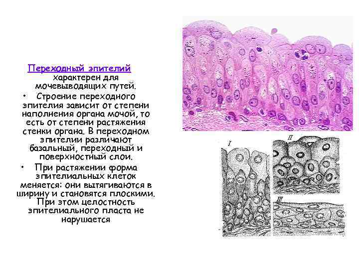 Переходный эпителий характерен для мочевыводящих путей. • Строение переходного эпителия зависит от степени наполнения