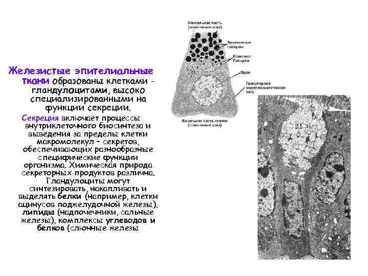 Железистые эпителиальные ткани образованы клетками гландулоцитами, высоко специализированными на функции секреции. Секреция включает процессы