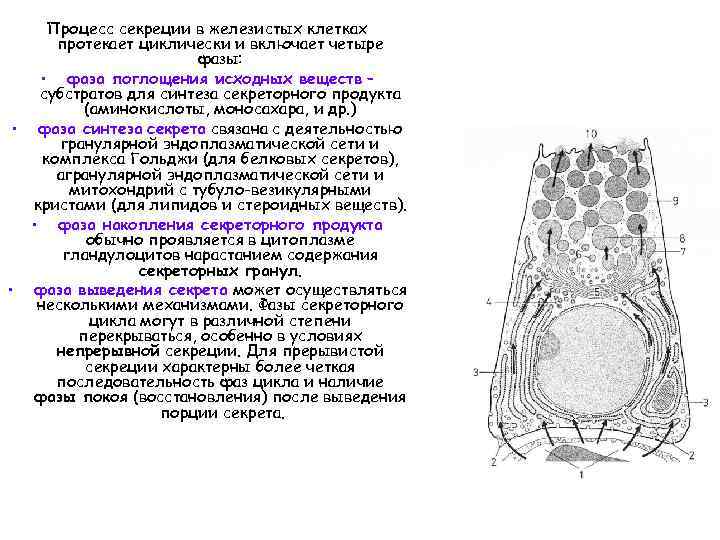 Процесс секреции в железистых клетках протекает циклически и включает четыре фазы: • фаза поглощения