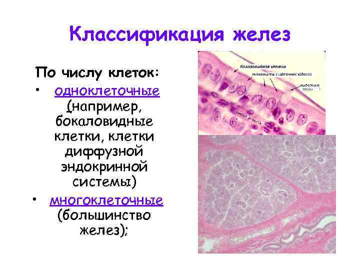 Классификация желез По числу клеток: • одноклеточные (например, бокаловидные клетки, клетки диффузной эндокринной системы)