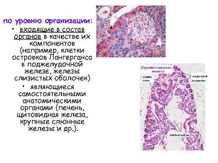 по уровню организации: • входящие в состав органов в качестве их компонентов (например, клетки