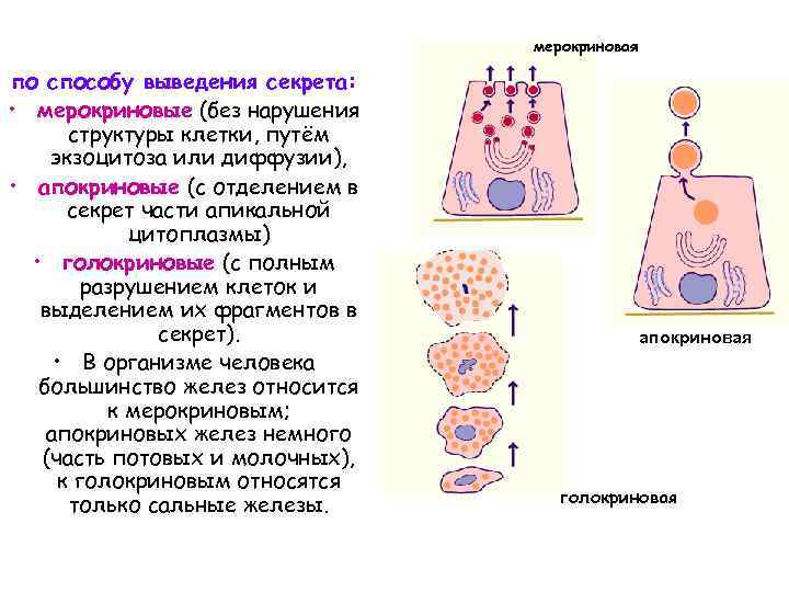 мерокриновая по способу выведения секрета: • мерокриновые (без нарушения структуры клетки, путём экзоцитоза или