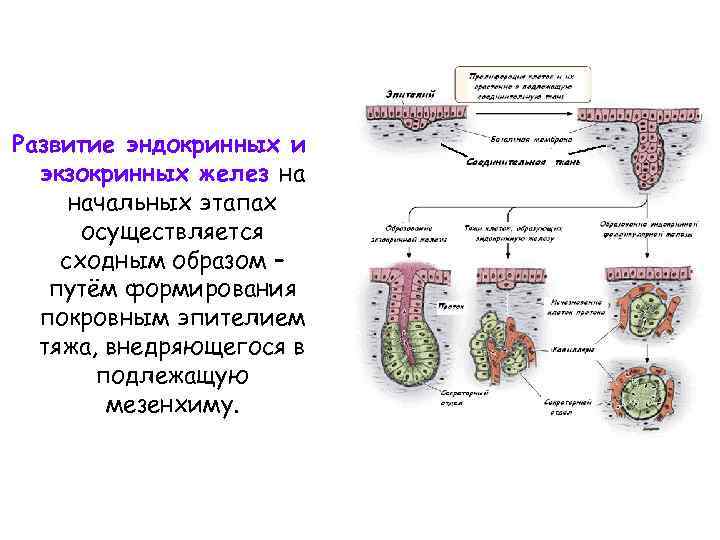 Развитие эндокринных и экзокринных желез на начальных этапах осуществляется сходным образом – путём формирования